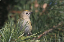 <p>KRÁLÍČEK OBECNÝ (Regulus regulus) /Goldcrest - Wintergoldhähnchen/</p>